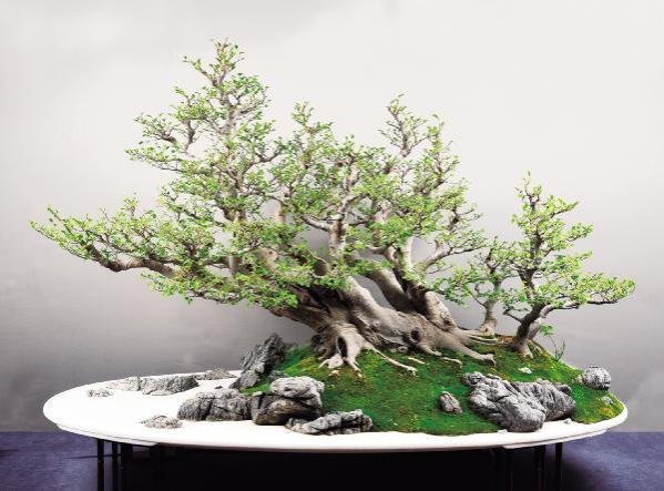 Title: Golden Spears and Iron Horses
Species: Hackberry, Yingde Stone
Dimensions: Pot length 115cm
Artist: Xiao Yixing