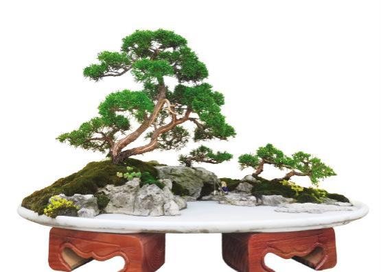 Title: Leisurely Fishing
Species: Juniper (Shimpaku), Turtle-pattern Stone
Specifications: Pot length 80cm
Artist: Xiong Changrong
