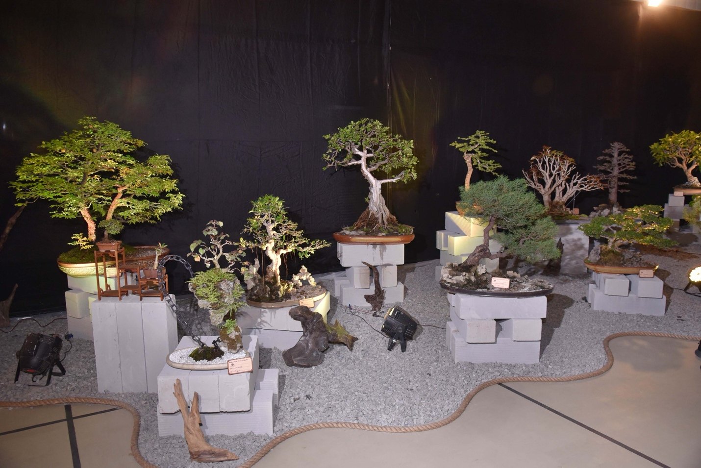 An Immersive Bonsai Landscape