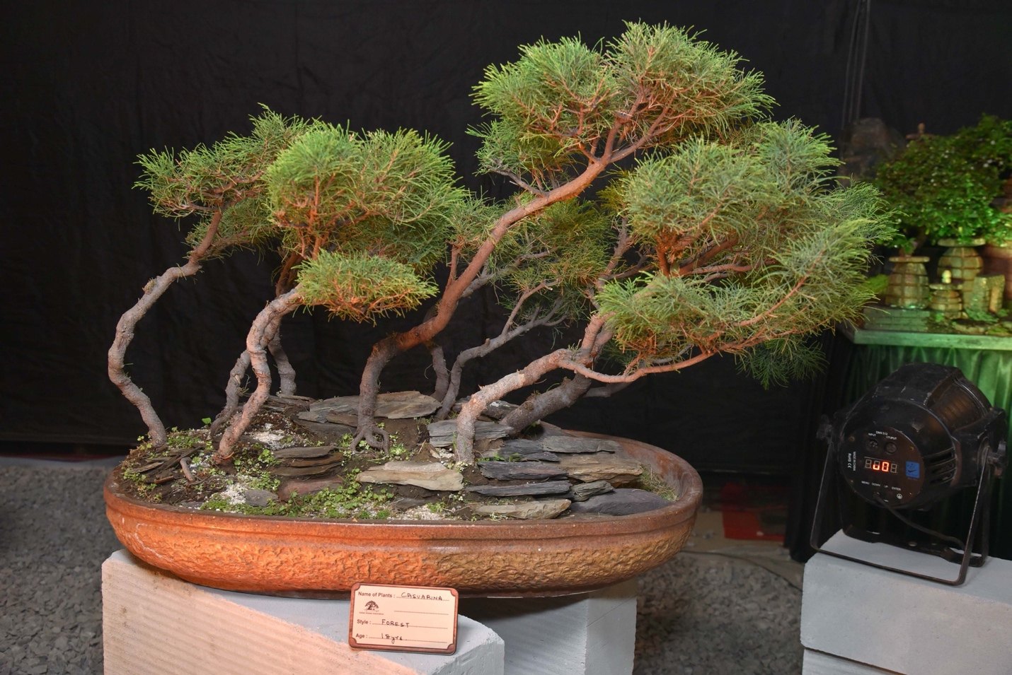 Casuarina equisetifolia, Windswept Forest Style, by President Kiran Jain