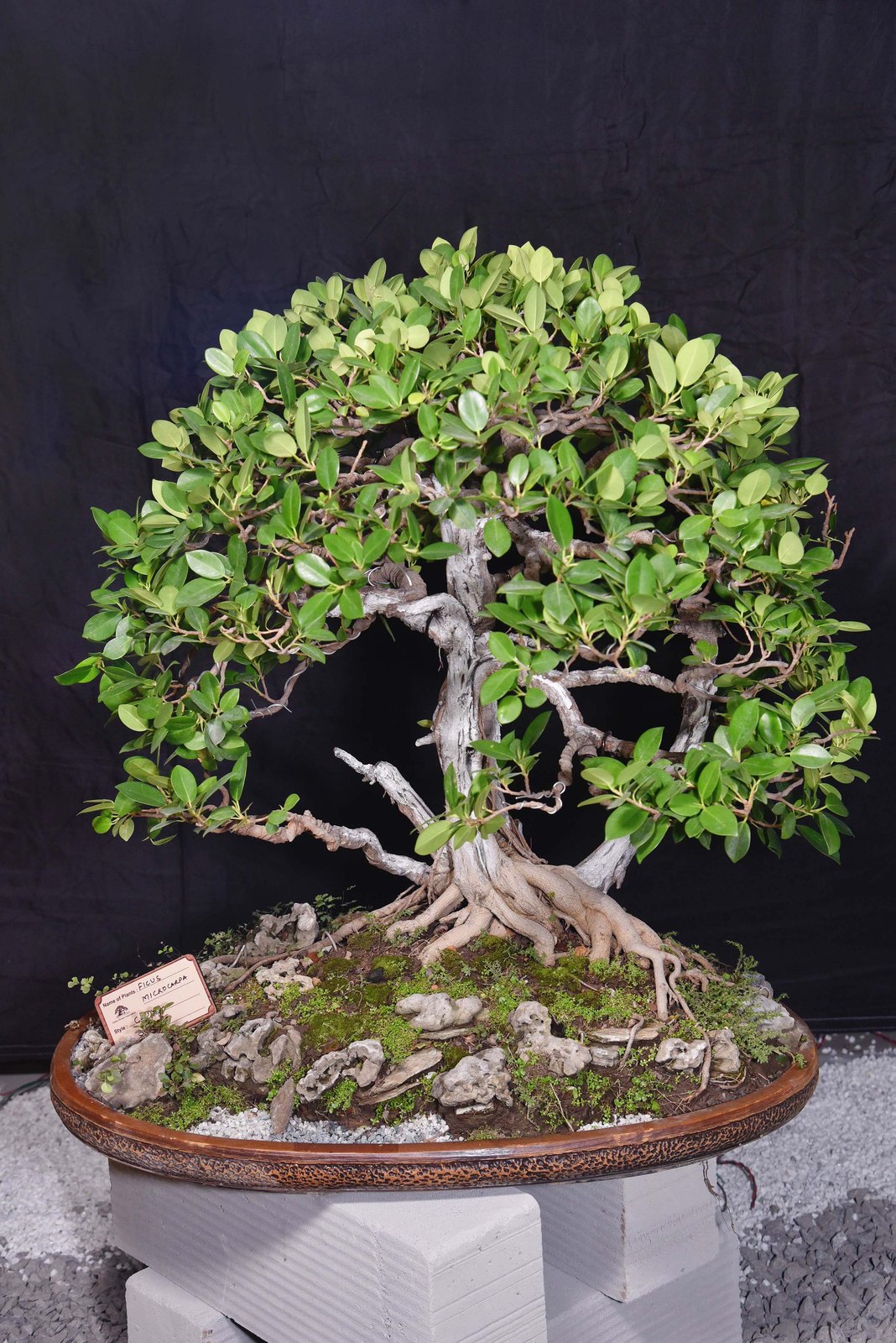 Long Island Fig, by Neera Neelambera.