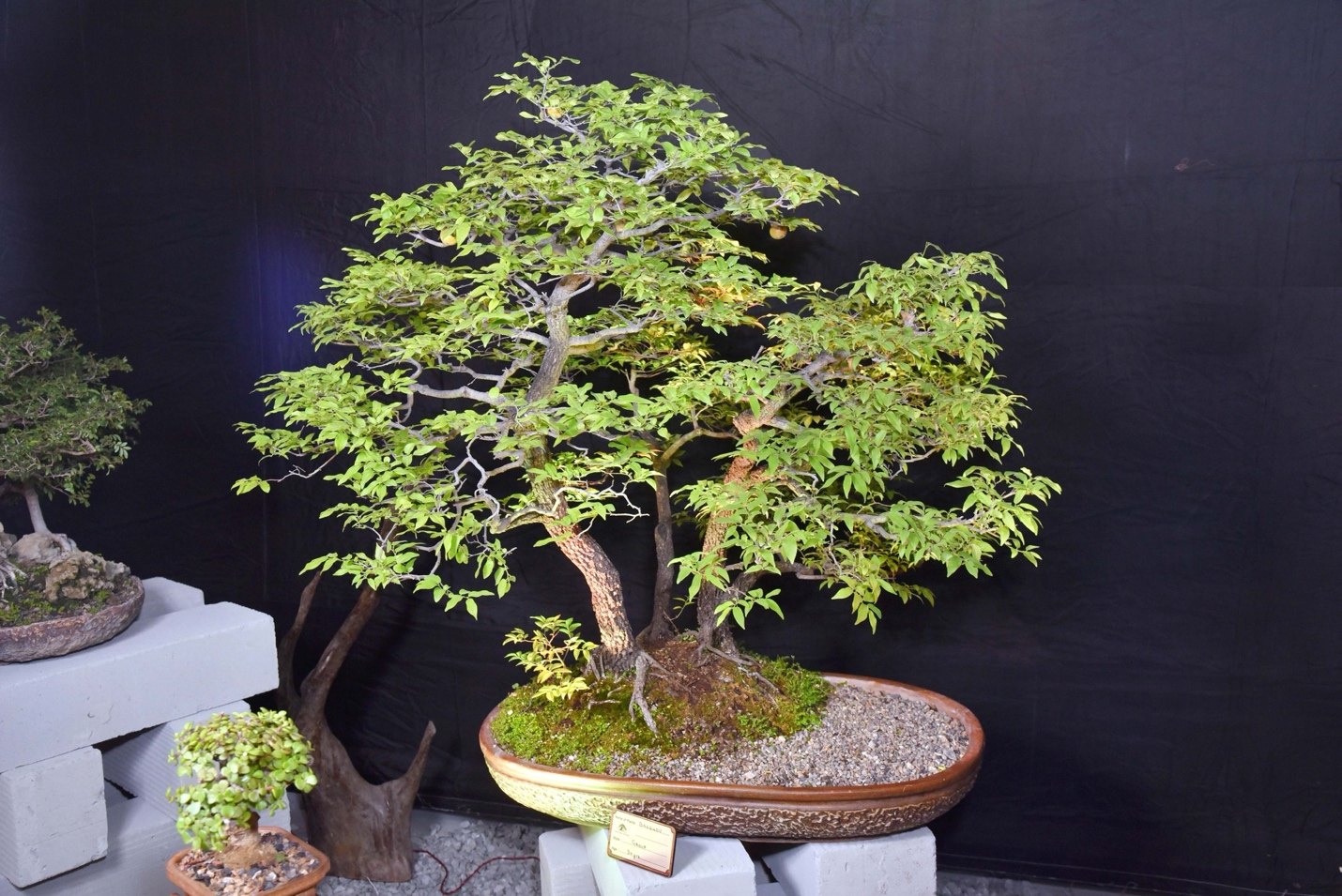 Diospyros montana, by Nupur Agarwal.