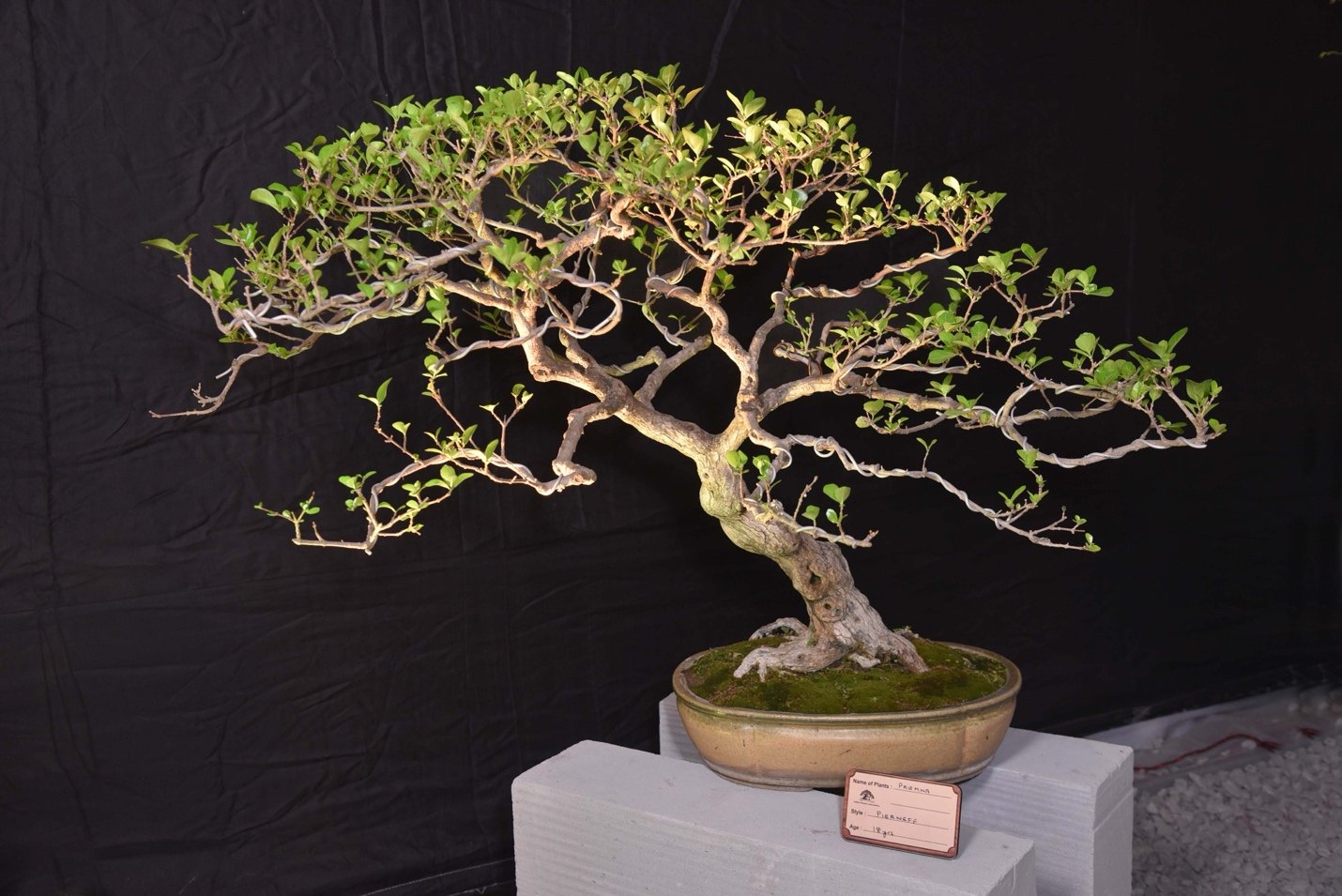 Exquisite Composition Shaped by Nature, Premna, Slanting Style, by Saveena Gadhoke.