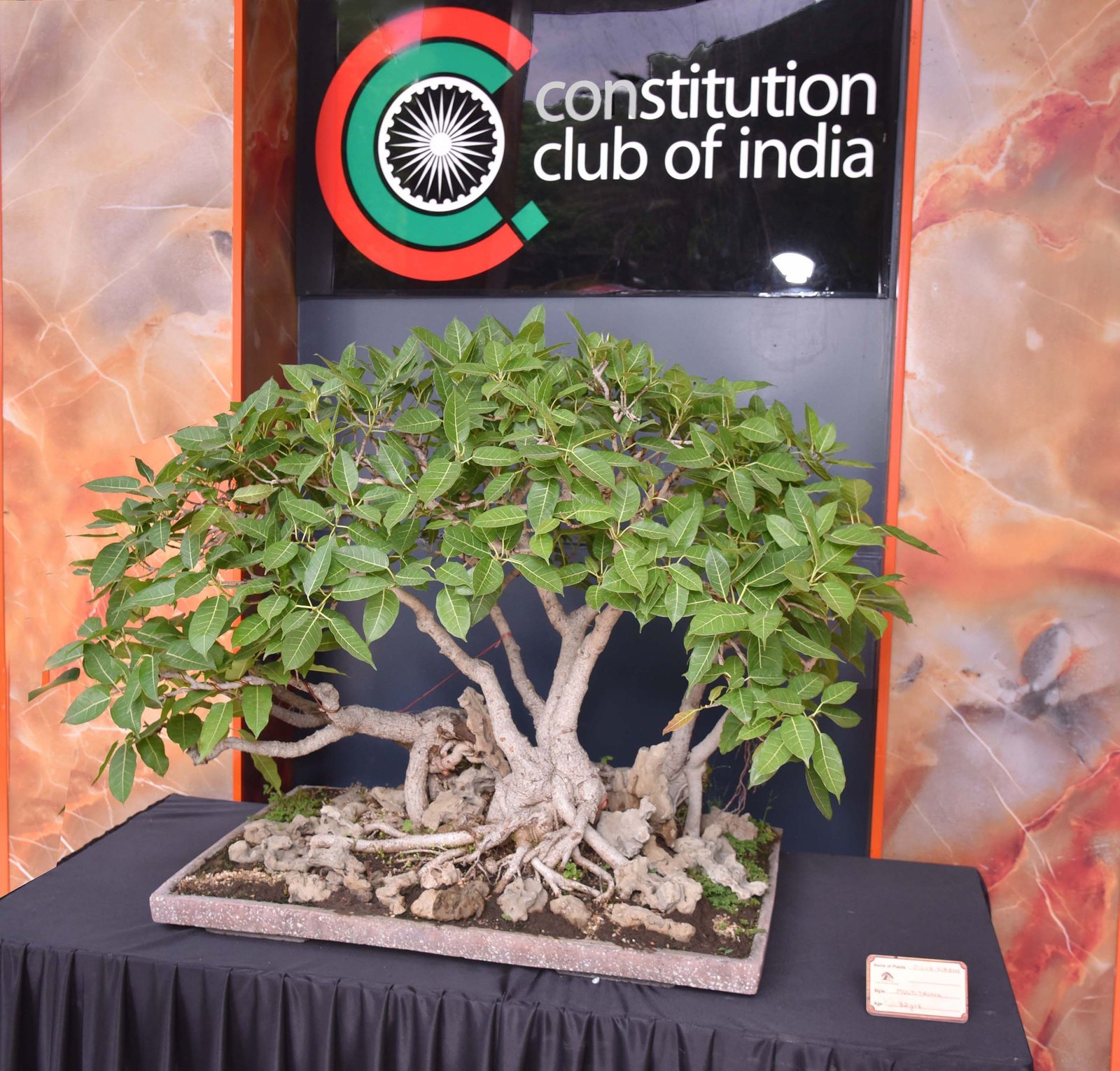 Age and Strength in Graceful Turns, Ficus virens, Root Connected Style, by Kiran Jain