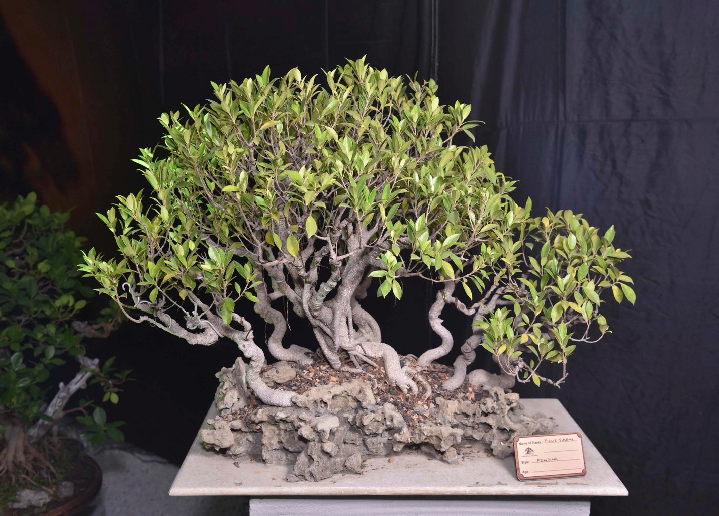 Rooted in Time, Ficus retusa, Group Planting Style, by Sudha Jain