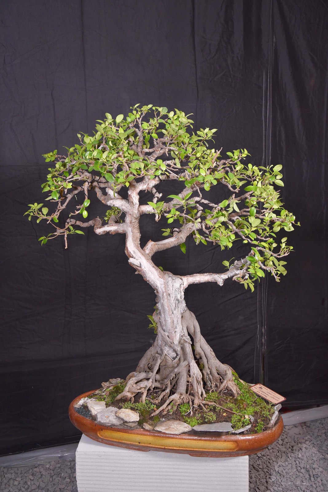 A Living Sculpture, Powerful Roots, Long Island Fig, Informal Upright Style, by Neera Neelambera.