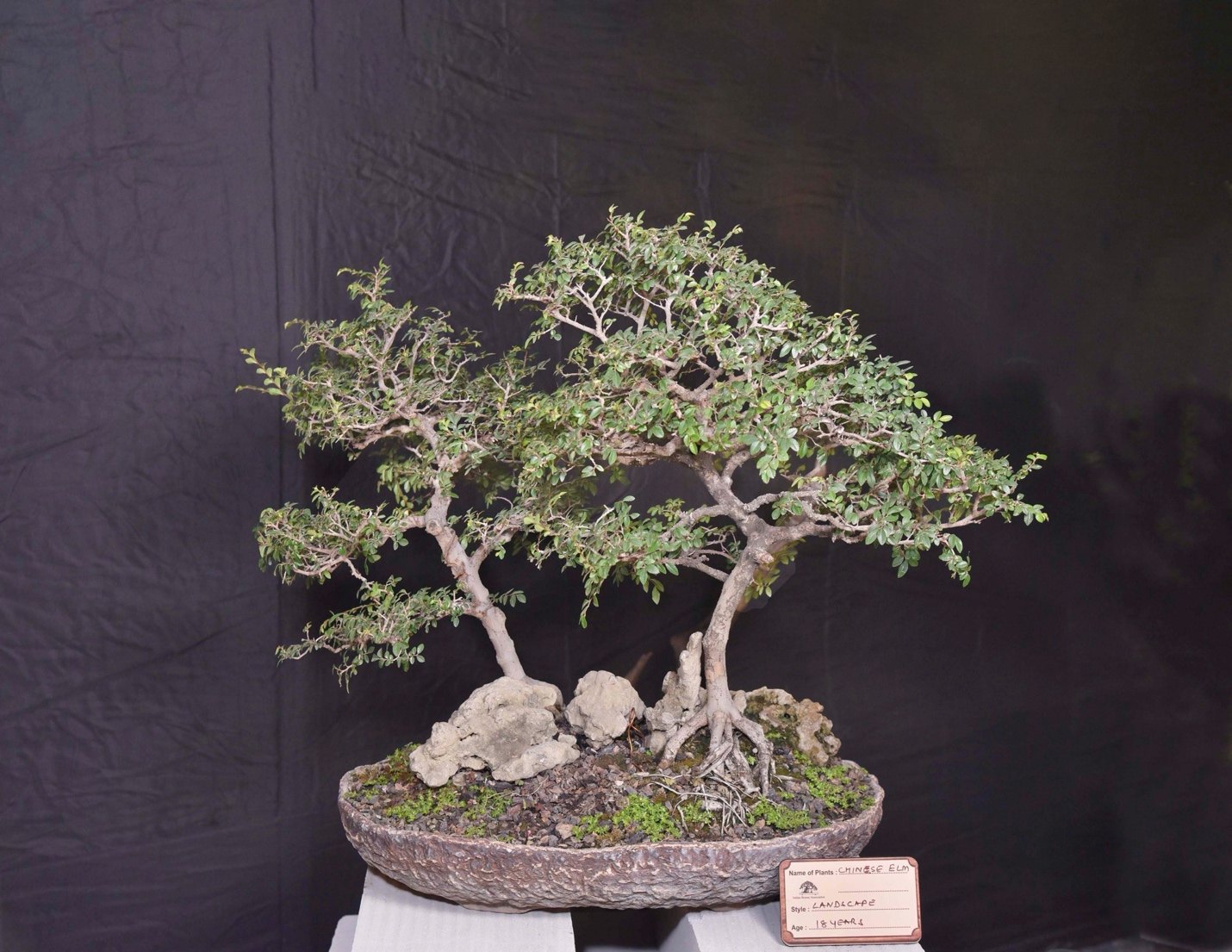 Forest in Miniature, Chinese Elm Forest Style, by Lalita Jain.