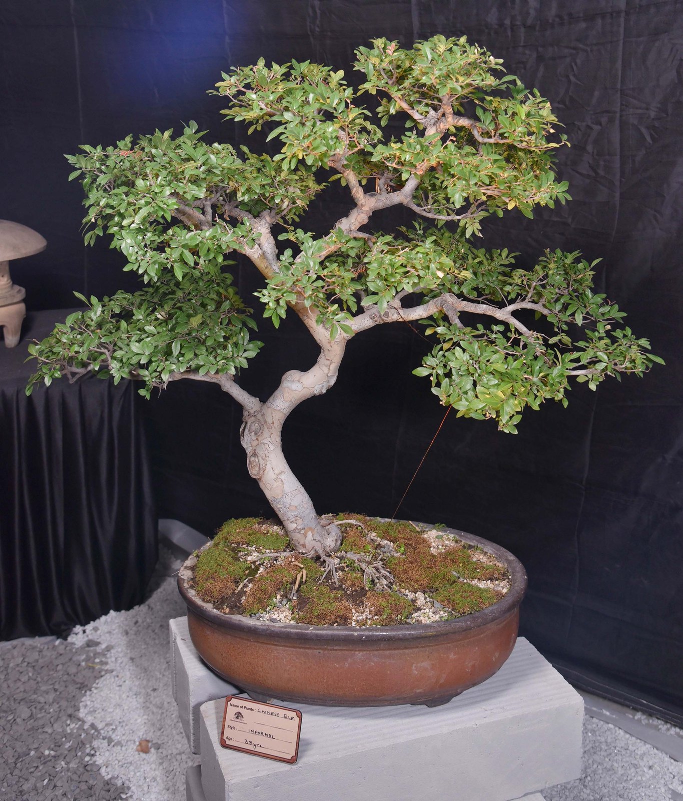 Grace Shaped by Time and Patience, Chinese Elm Informal Upright Style, by Kiran Jain.