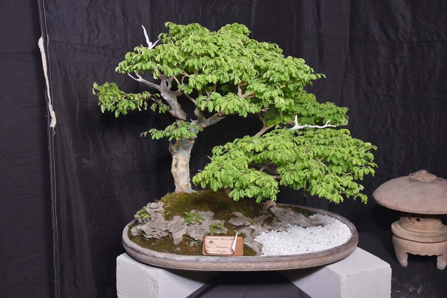 Nature’s Poetry Sculpted Branch by Branch, Brazilian Raintree Penjing Style, by Syama Balbir.