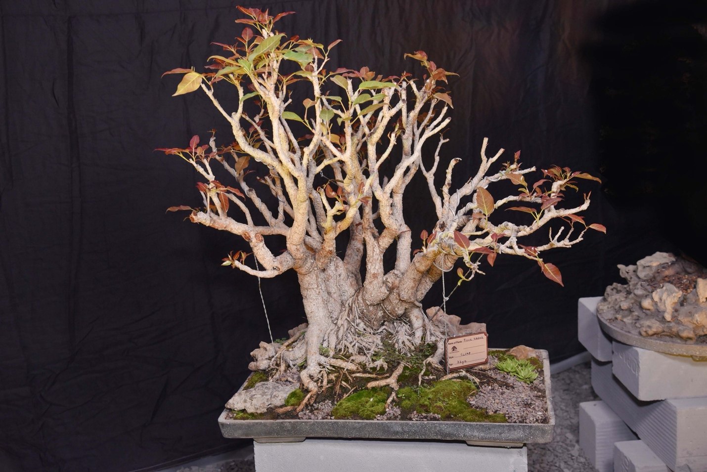 Artistry Meets Resilience, Ficus virens, Clump Style, by Renu Vaish.