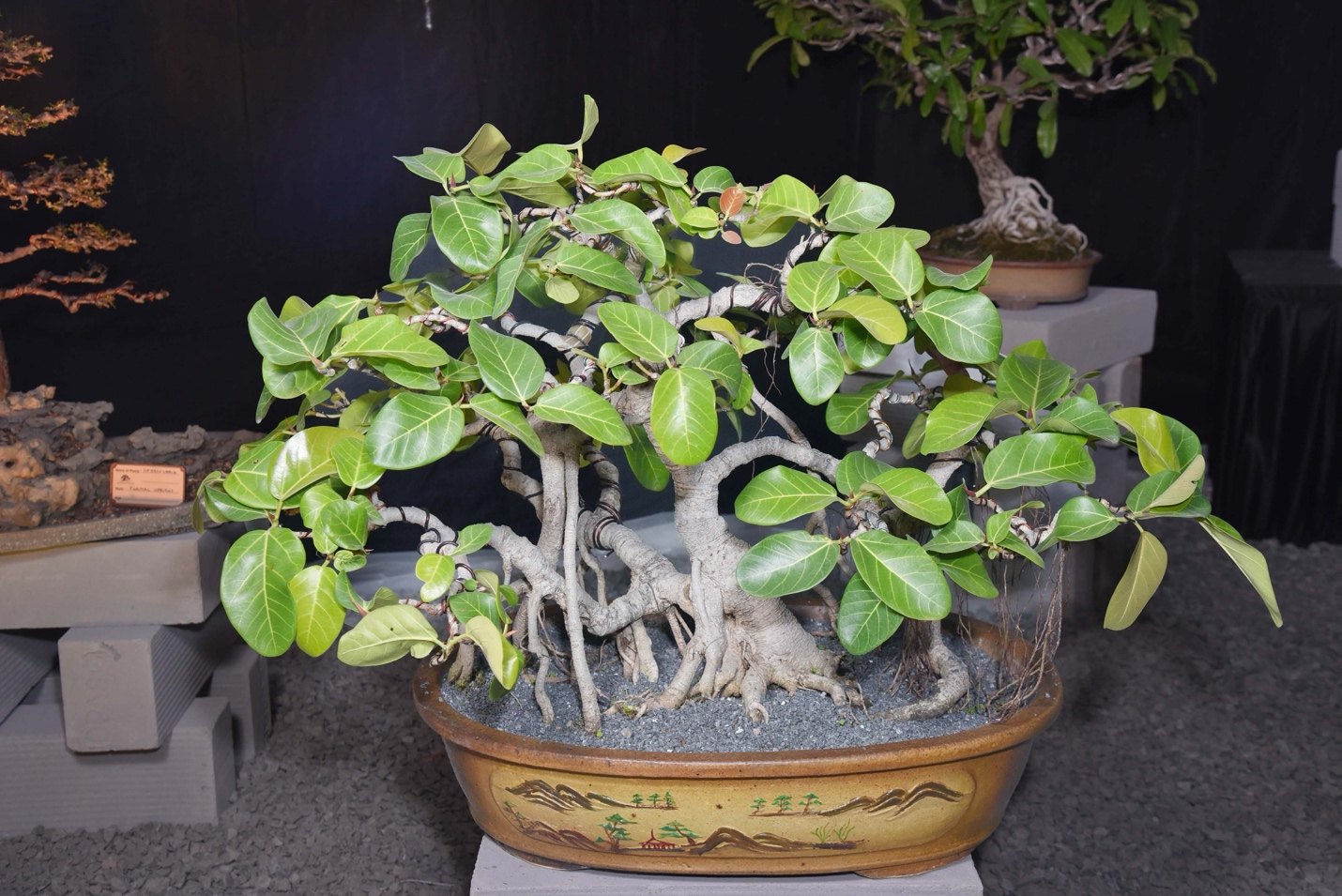Small in Stature, Immense in Presence, Ficus benghalensis, by Mohammed Zubair.
