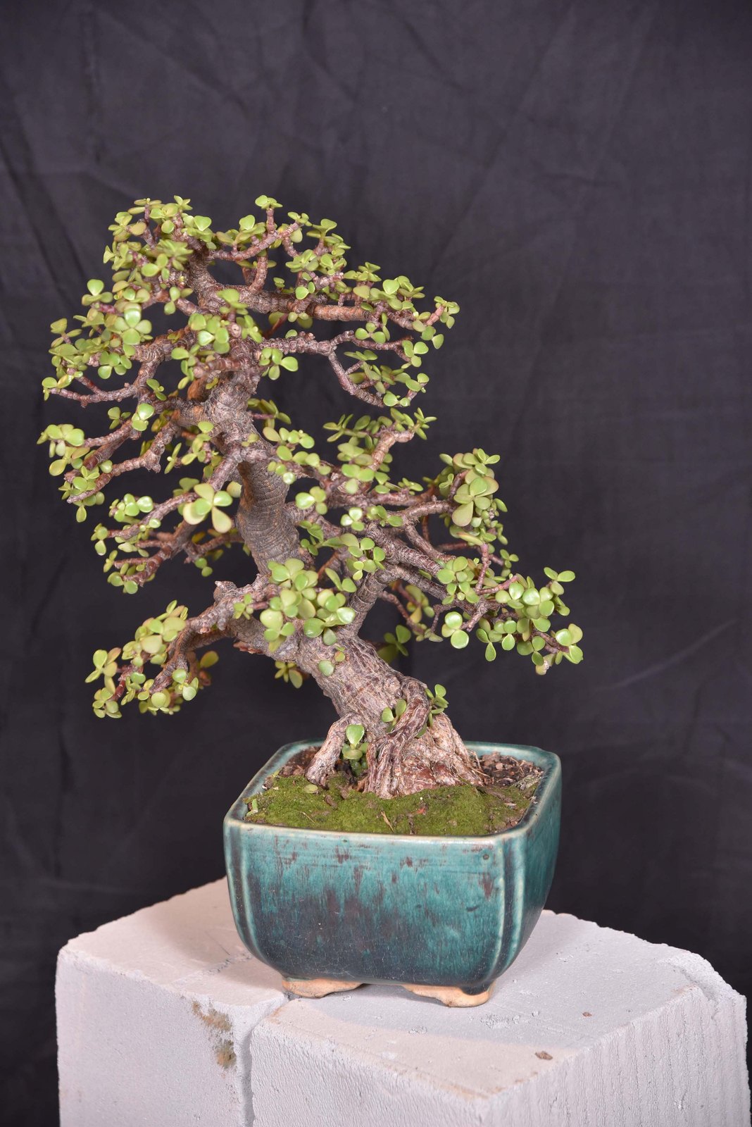 From Seed to Summit, Jade (Portulacaria), Informal Style, by Aradhana Malik.