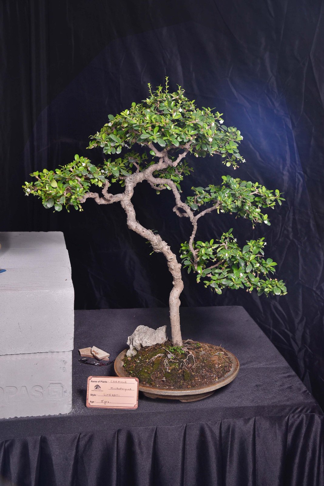 Where Time Bends into a Single Branch, Carmona microphylla, Literati Style, by Nupur Agarwal.
