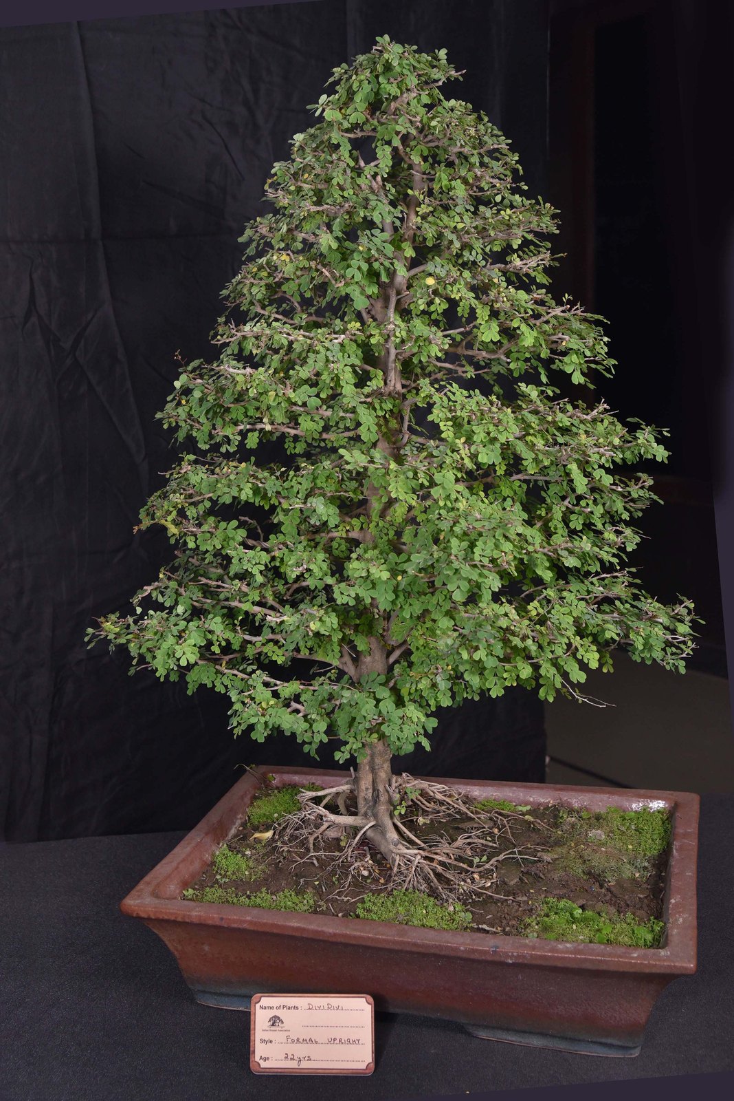 A Single Tree, a World of Silence, Libidibia coriaria, by Saumik Das.