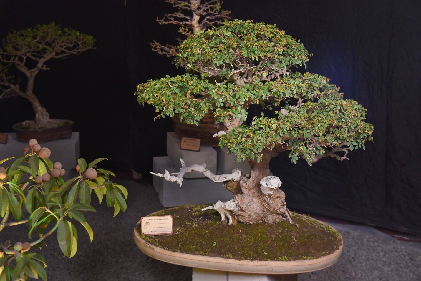 Aged Roots, Mountain Memory, Chinese Elm, by Syama Balbir.