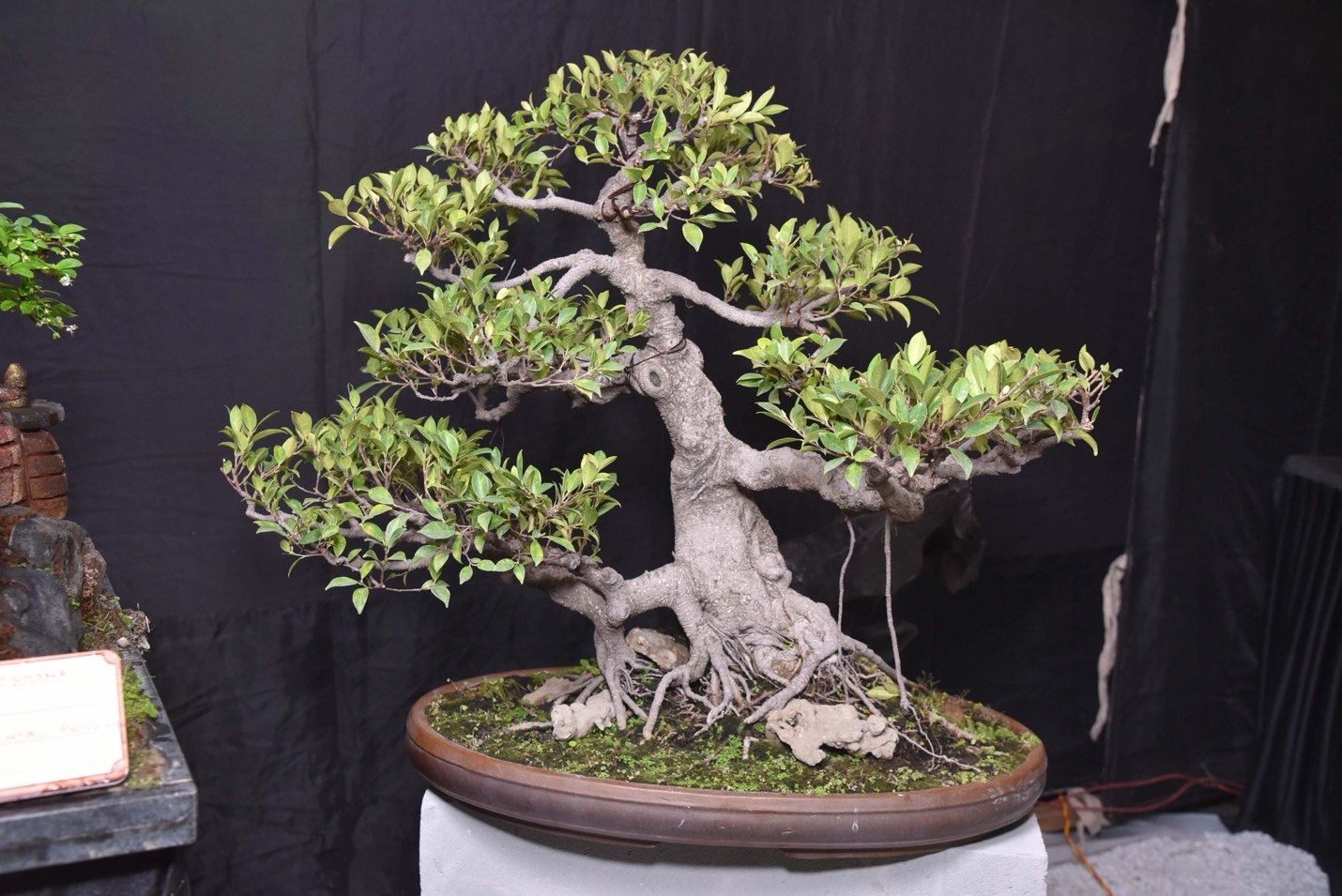 Time Folded into Twigs, Ficus microcarpa, by Kiran Jain.