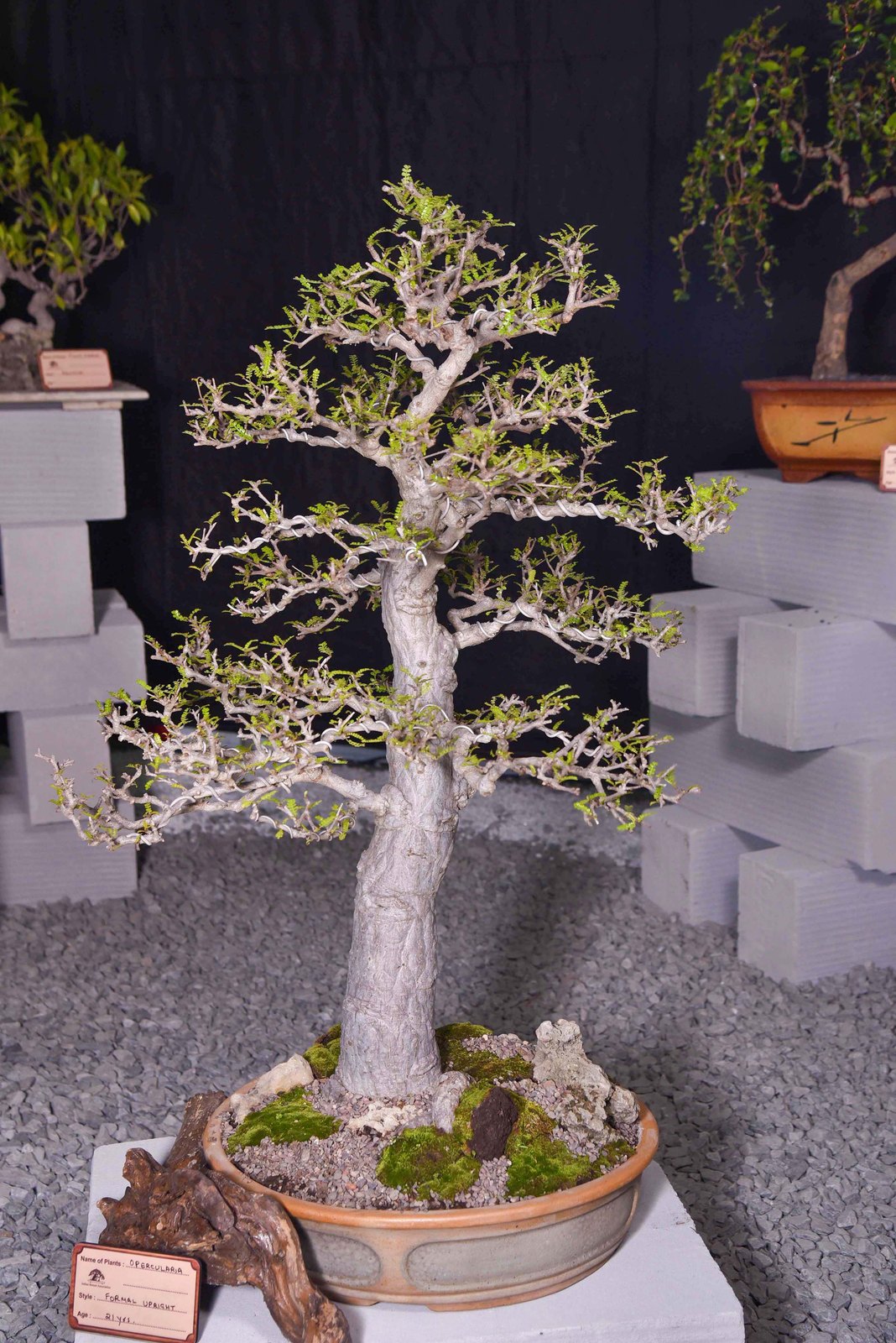 Cultivated Serenity, Operculicarya decaryi, by Renu Vaish.