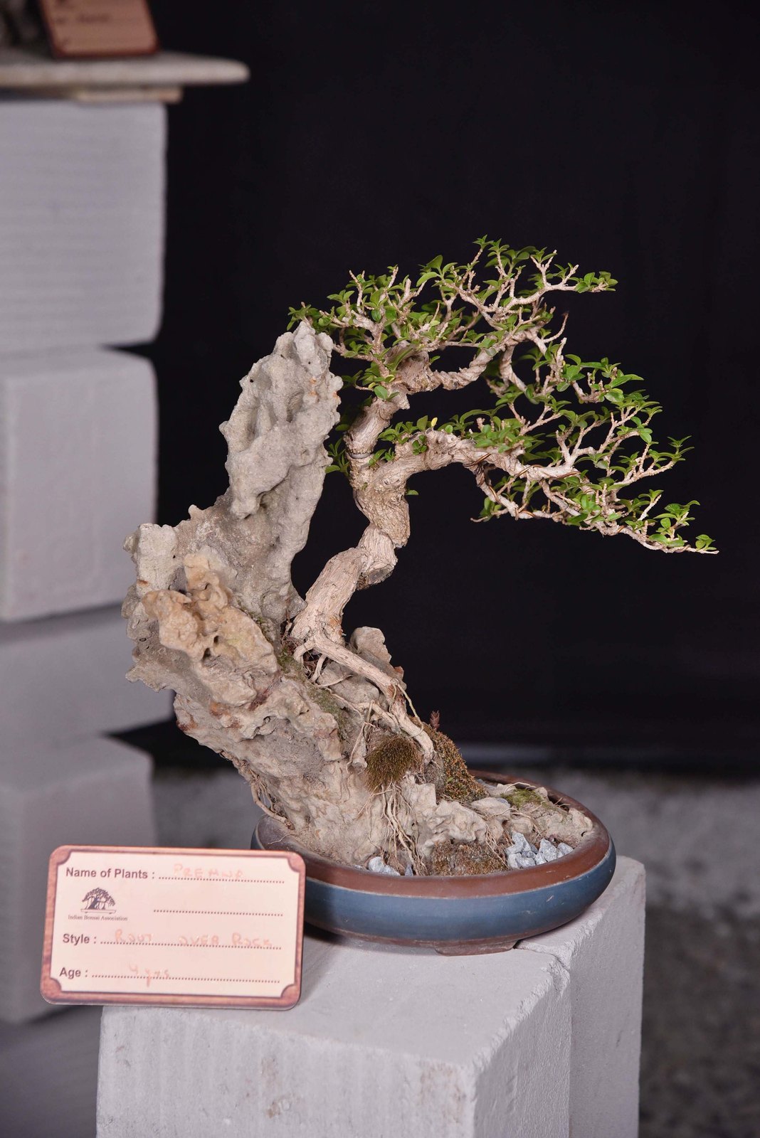 Roots of History, Branches of Hope, Premna, by Sheila Bhargava.