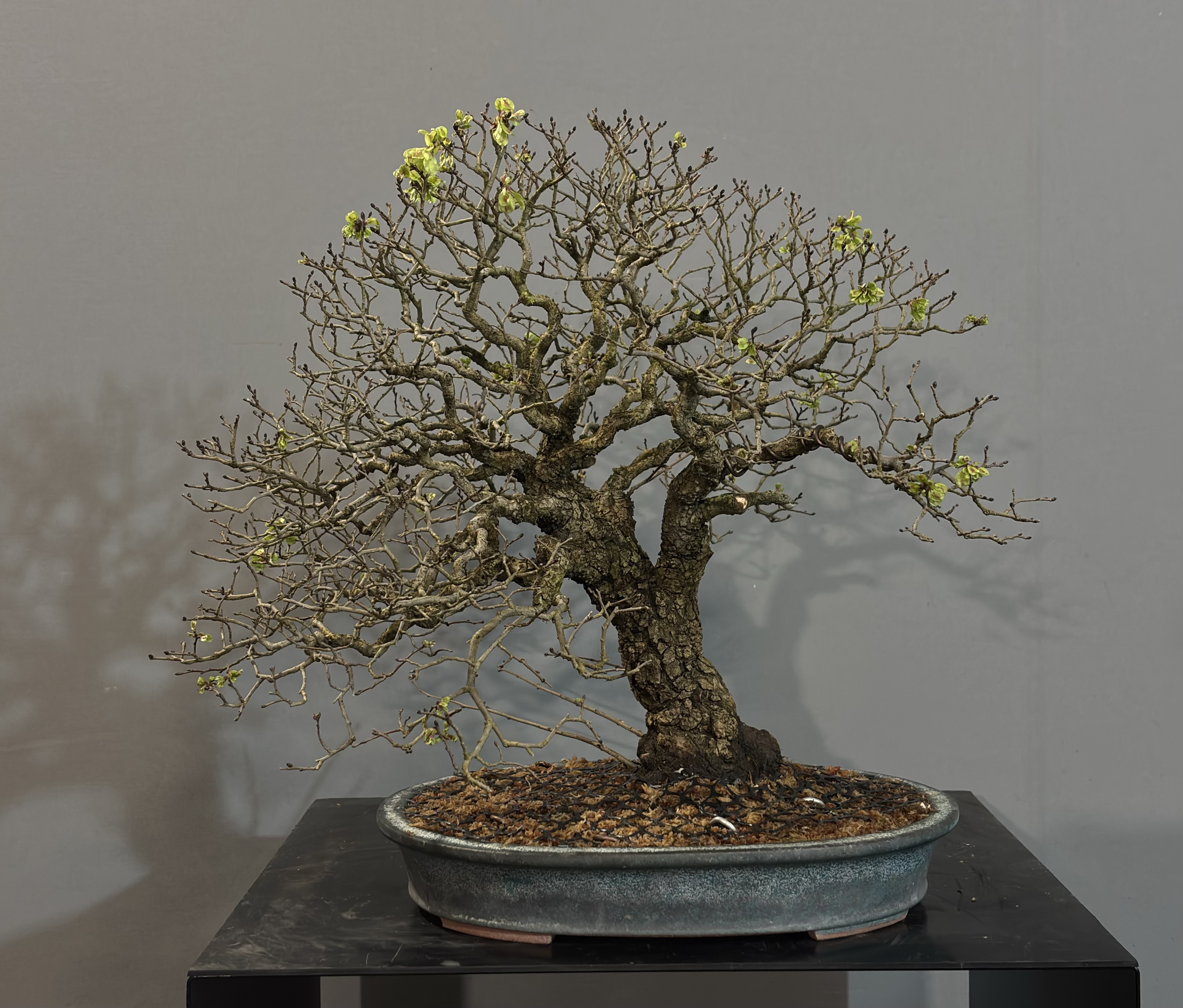 Ulmus Minor
