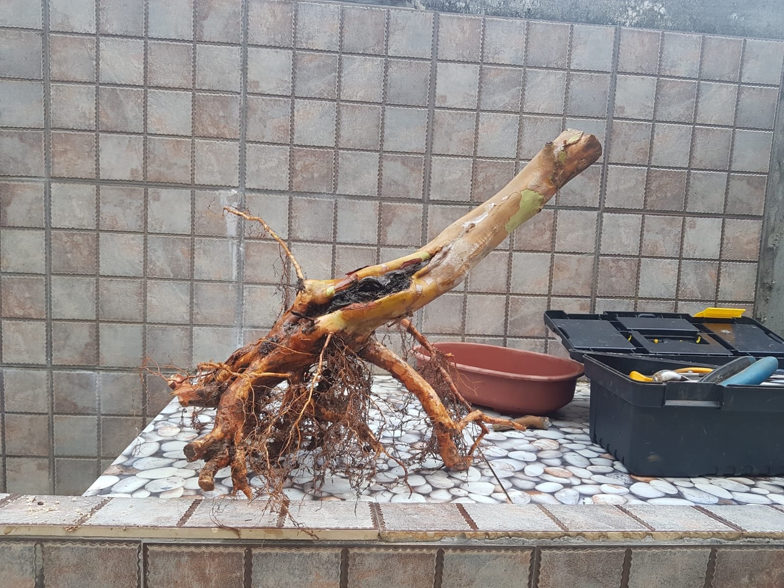 Guava, from raw collected material to Bonsai