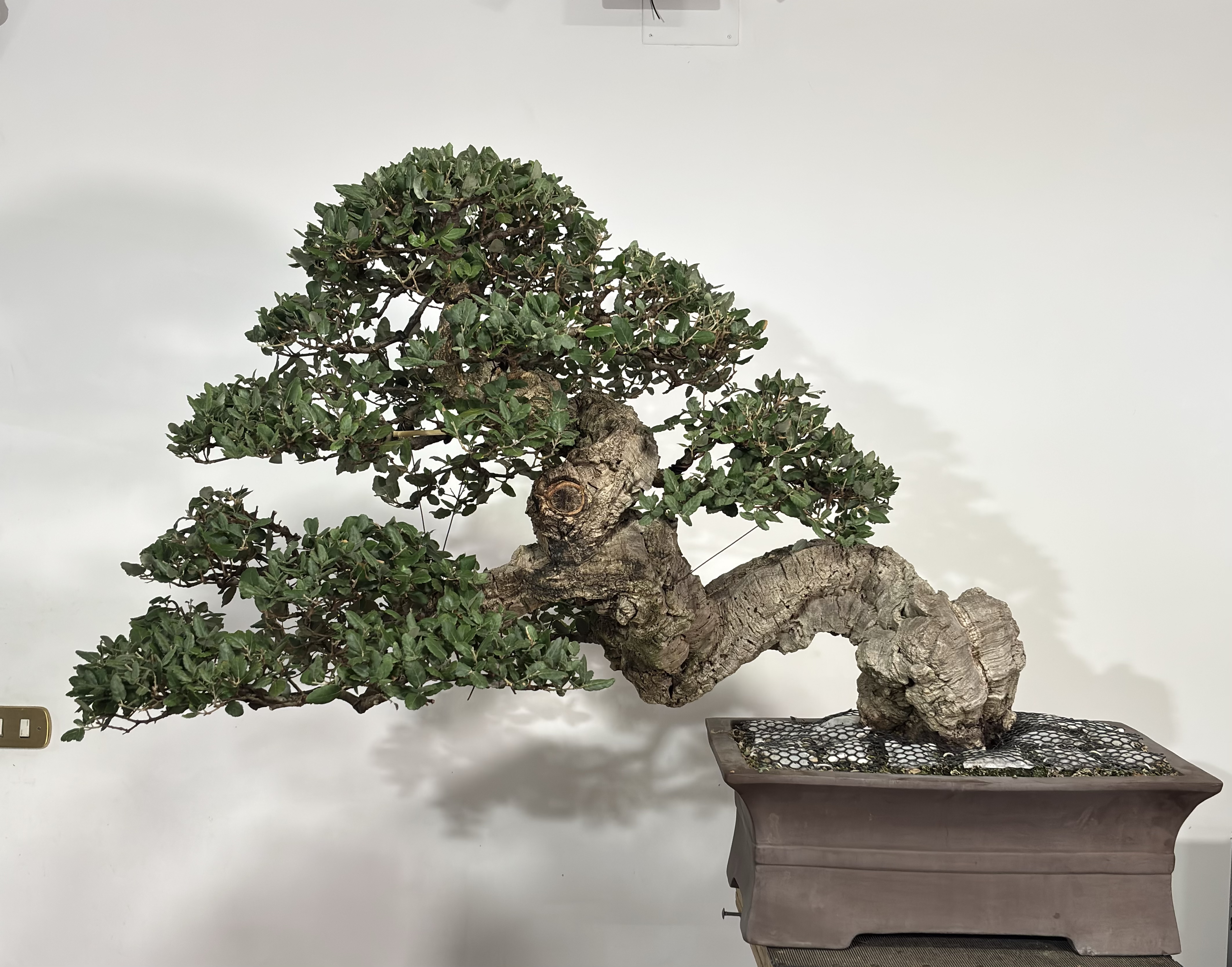 Quercus Suber
