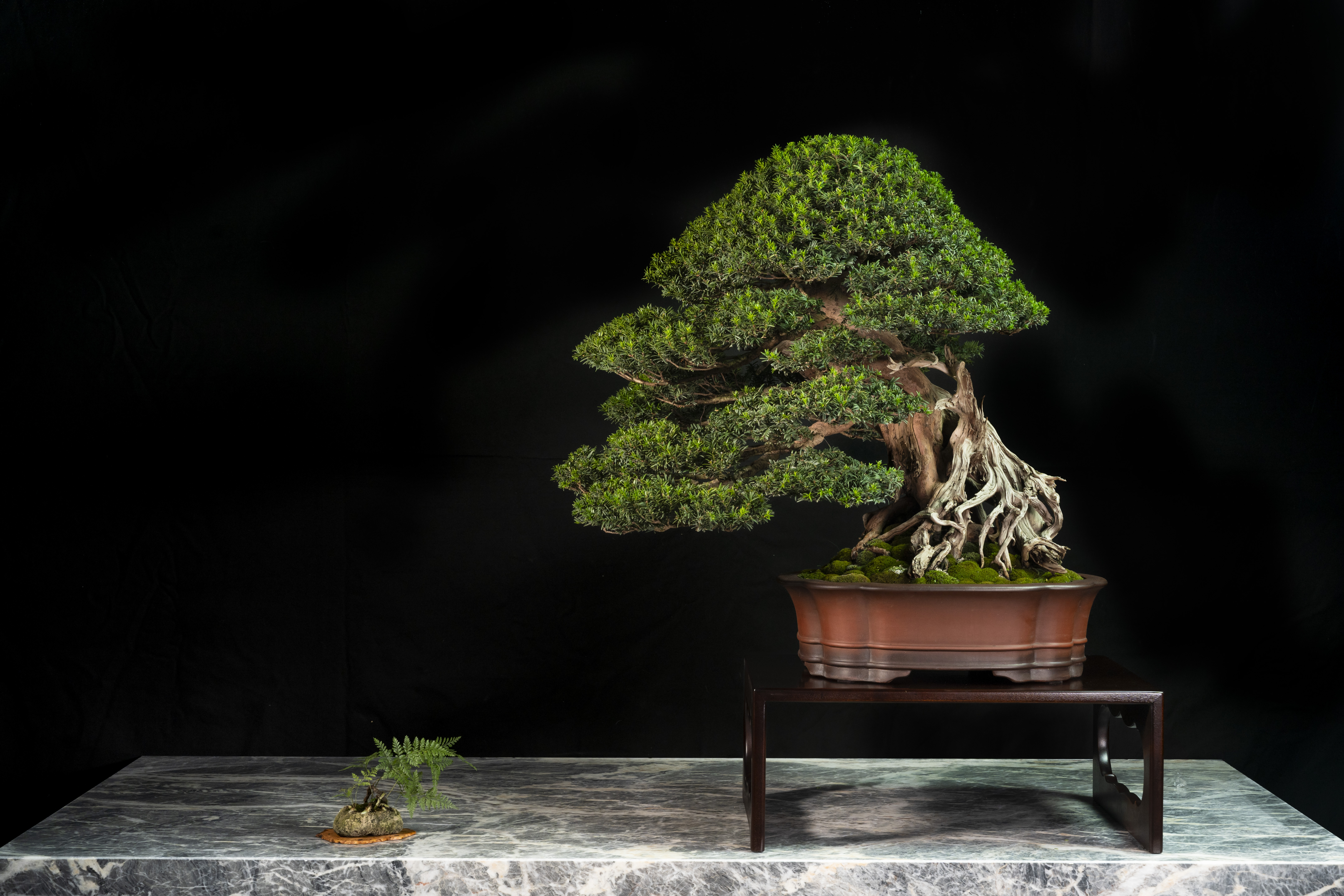Taxus Baccata