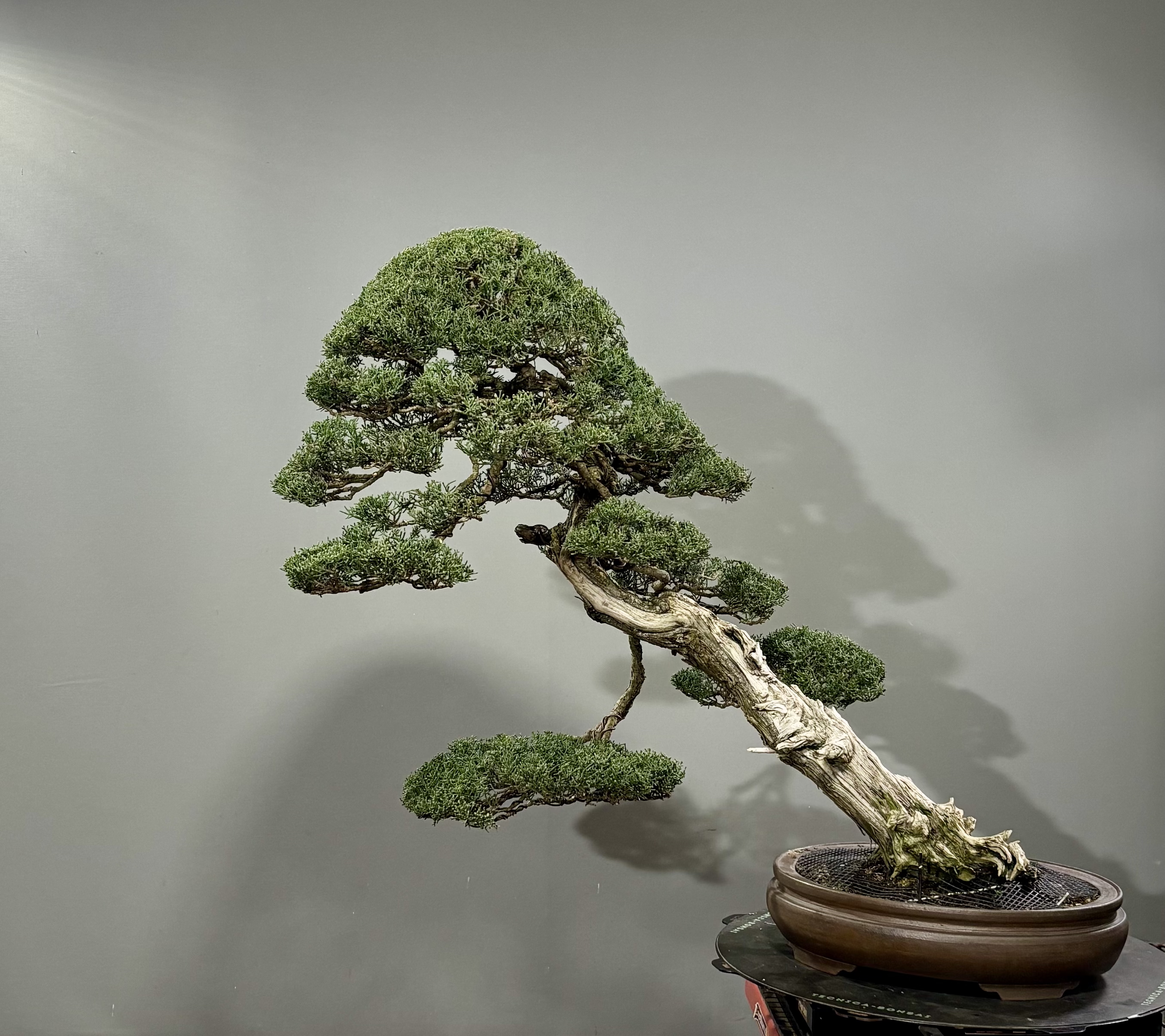 Cupressus Sempervirens