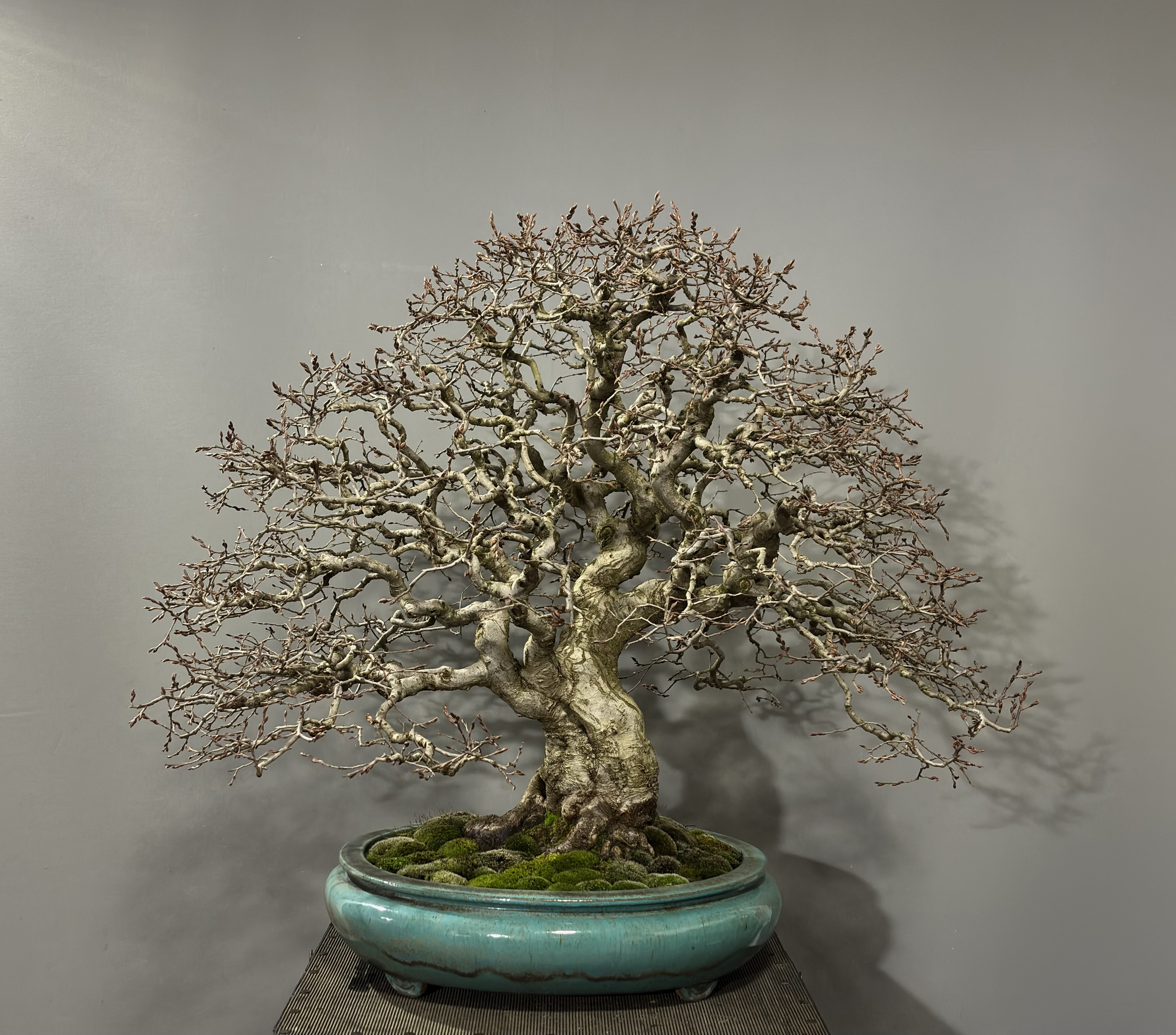 Carpinus Betulus