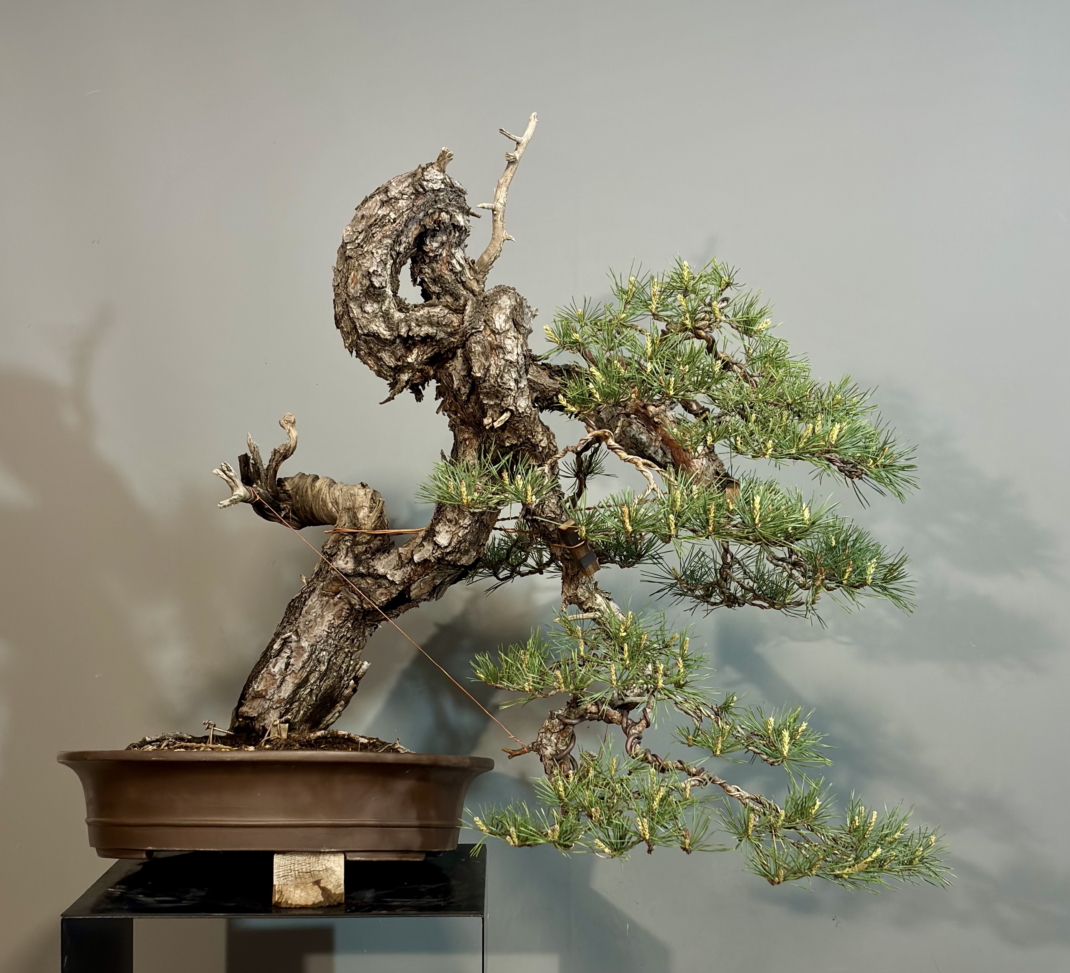 Pinus Silvestris