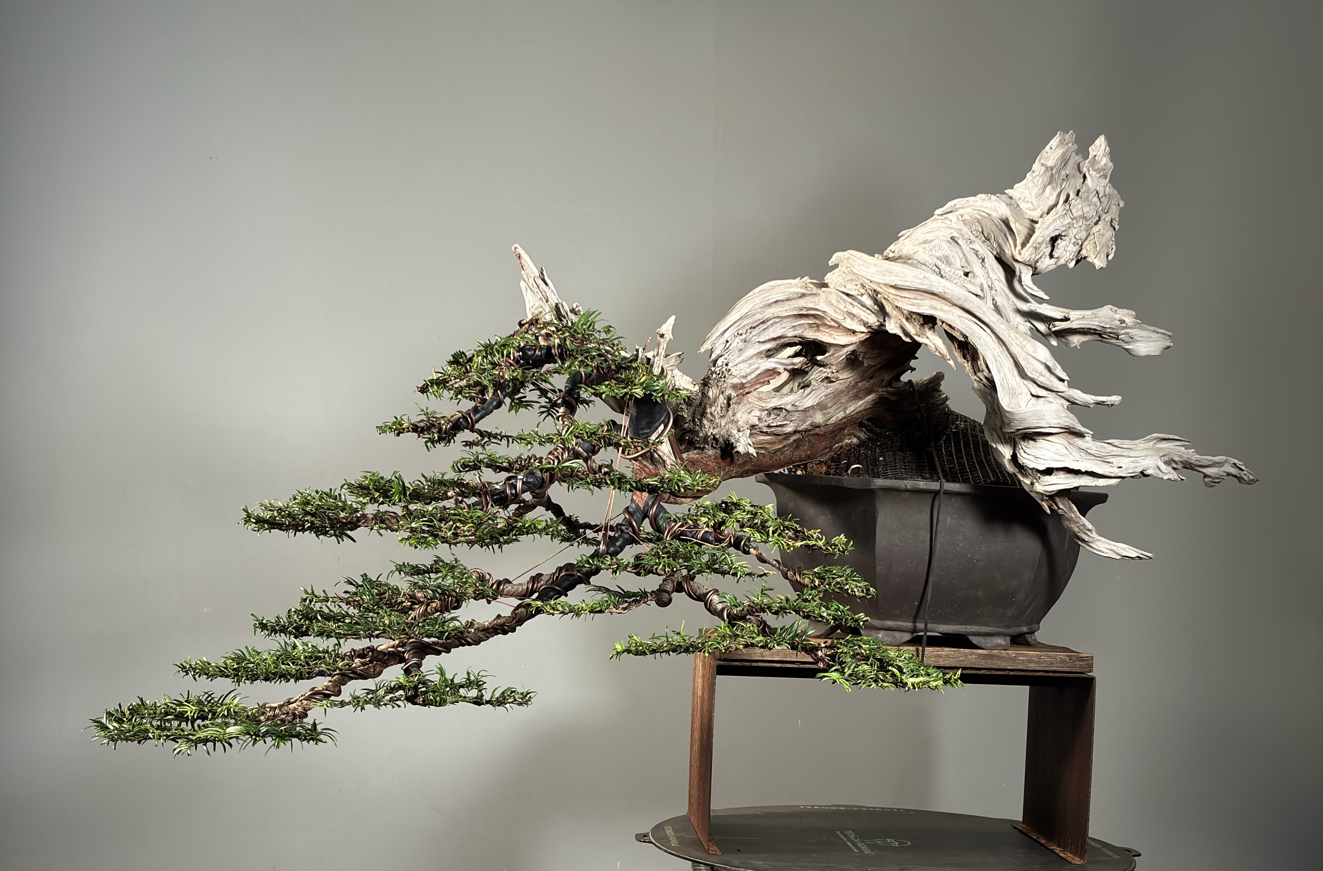 Taxus baccata