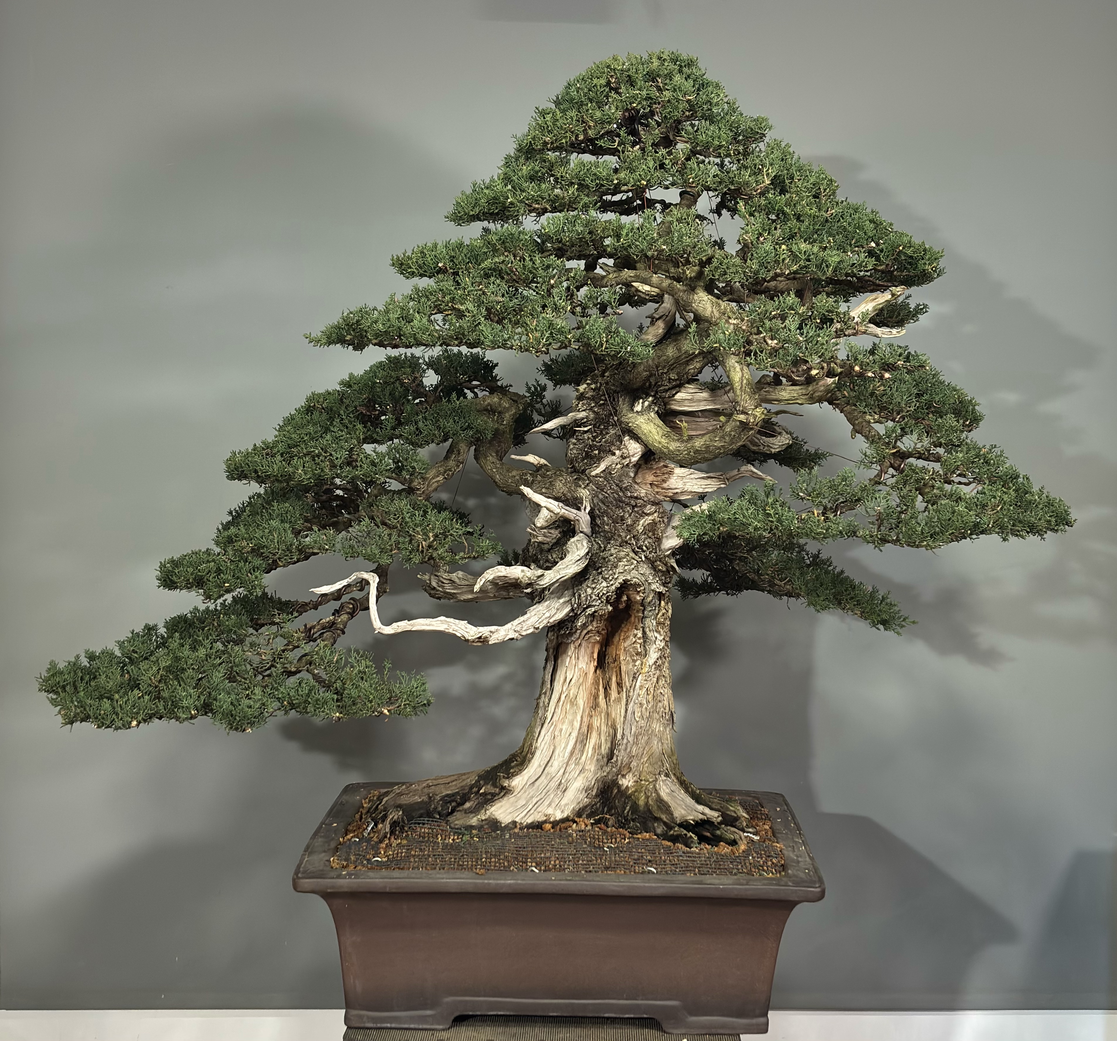 Cupressus Sempervirens