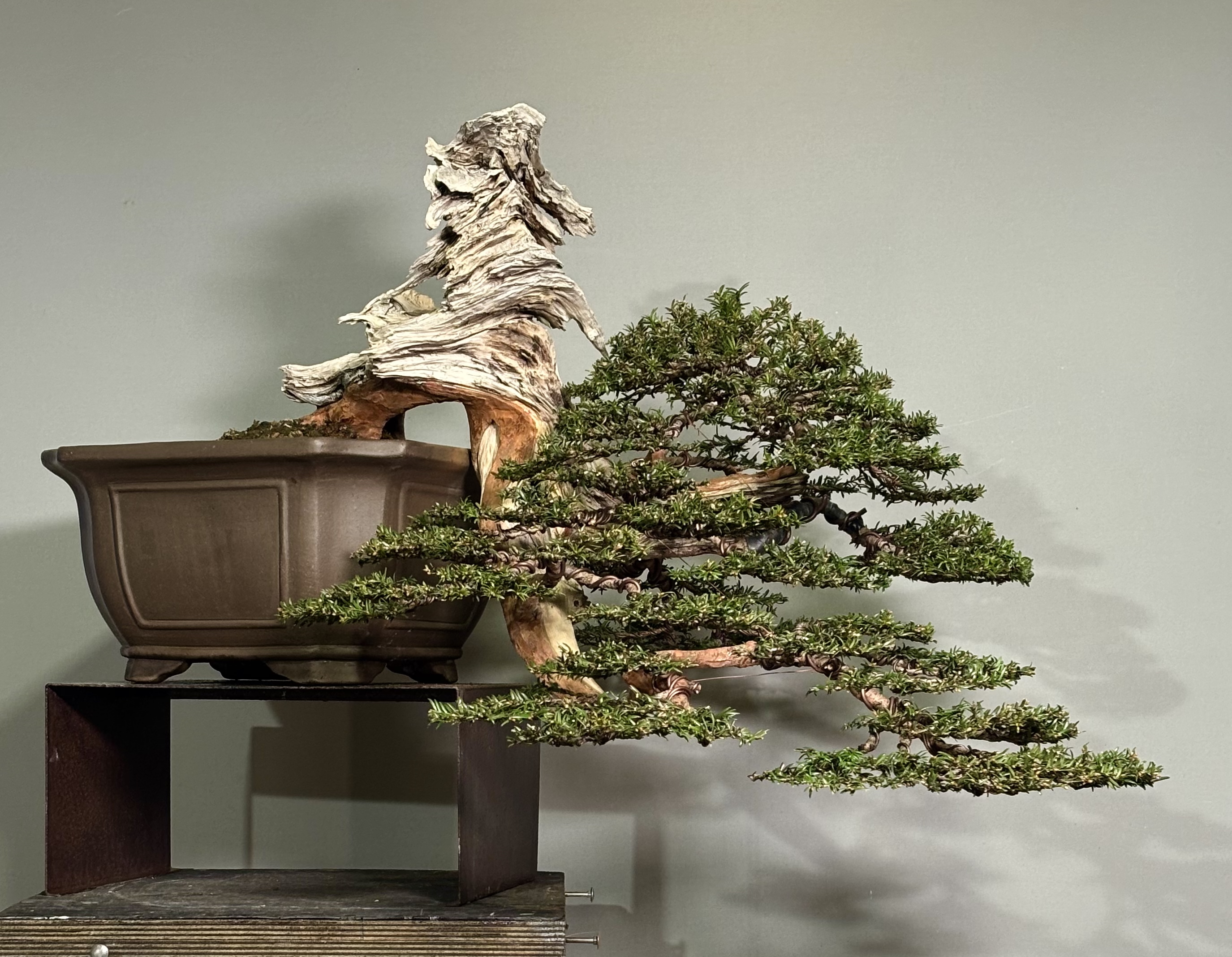 Taxus Baccata
